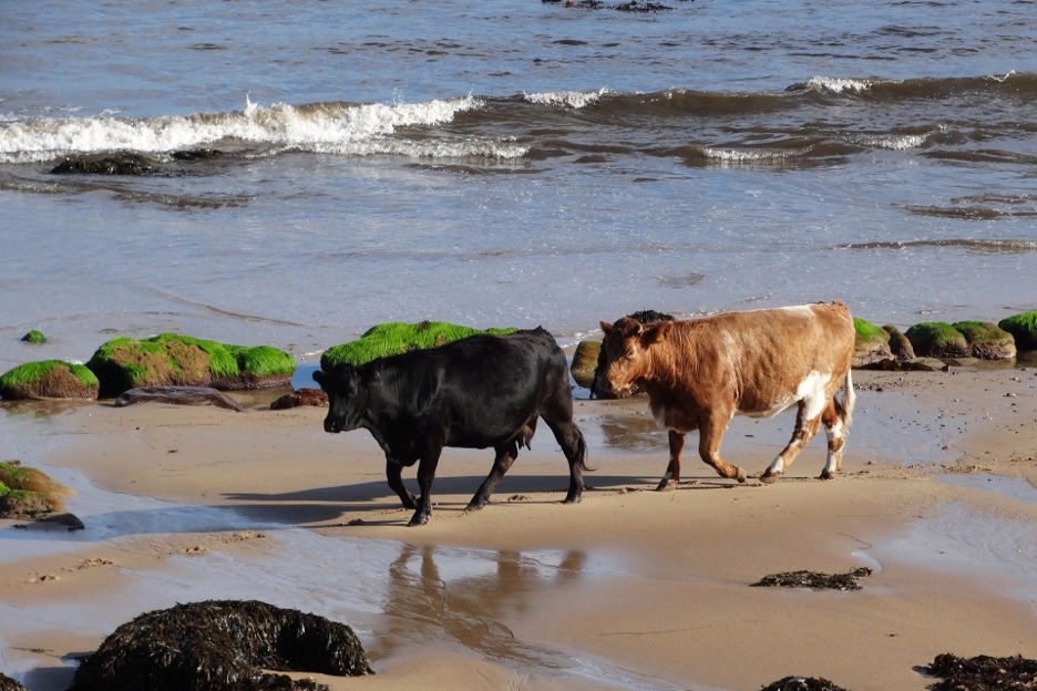 cows on beach, Scotland