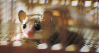 Stardust - Tristan mouse dormouse