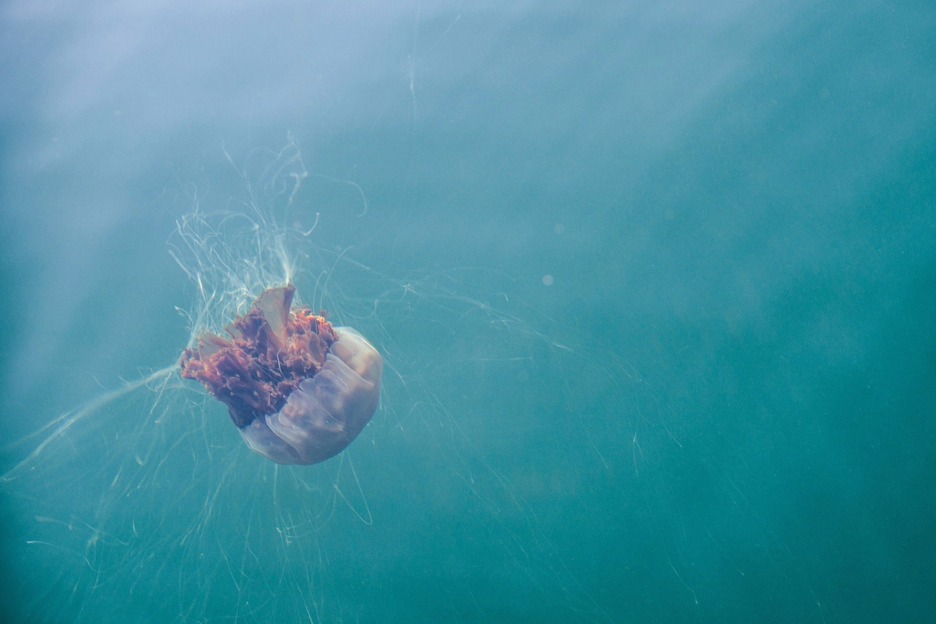 Lion's mane jellyfish (Cyanea capillata), Scotland