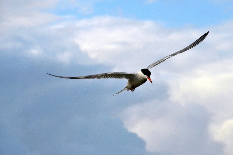 Arctic tern (Sterna hirundo)