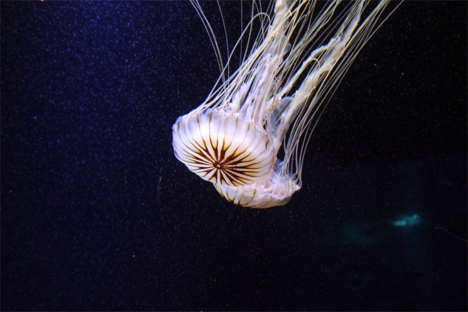 Jellyfish, Scotland