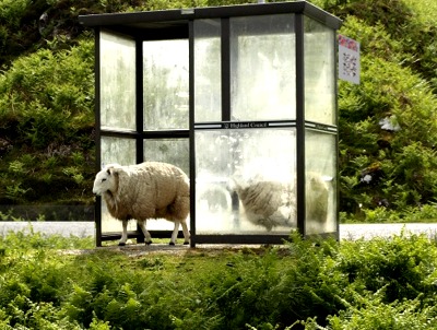 Sheep in bus shelter