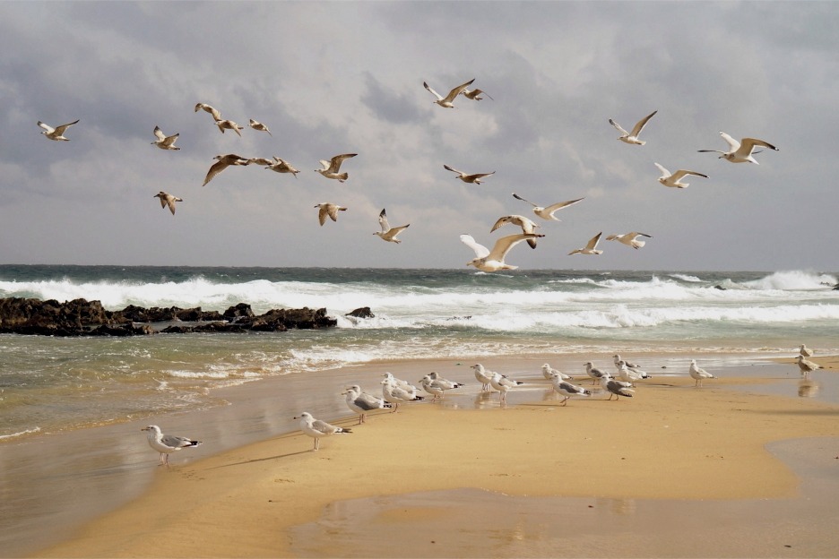 Sandy beach with gulls