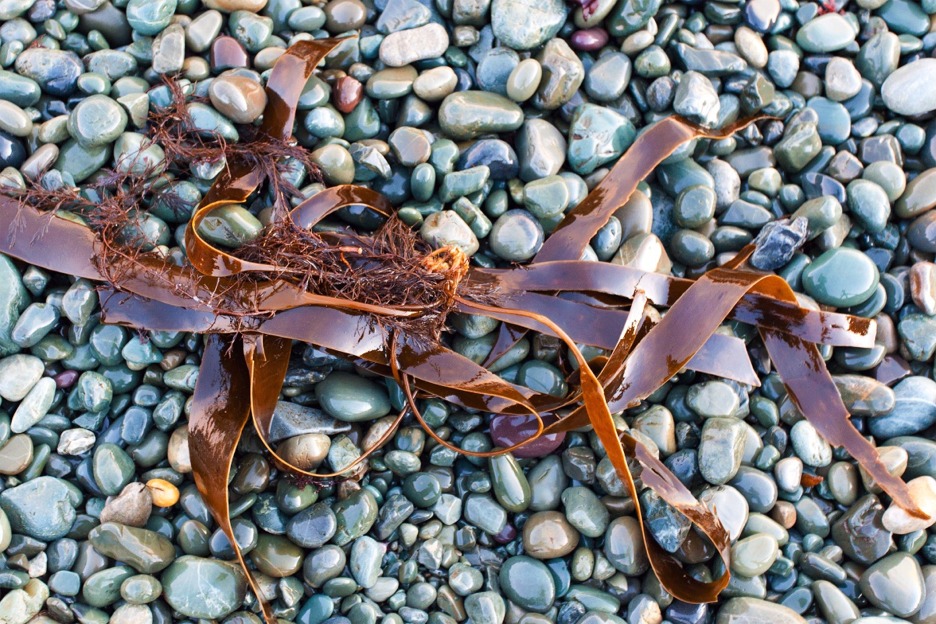 Kelp or oarweed (Laminaria digitata)