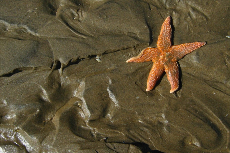 Starfish (Asterias rubens), Scotland