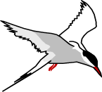 Graphic of arctic tern (Sterna paradisaea)