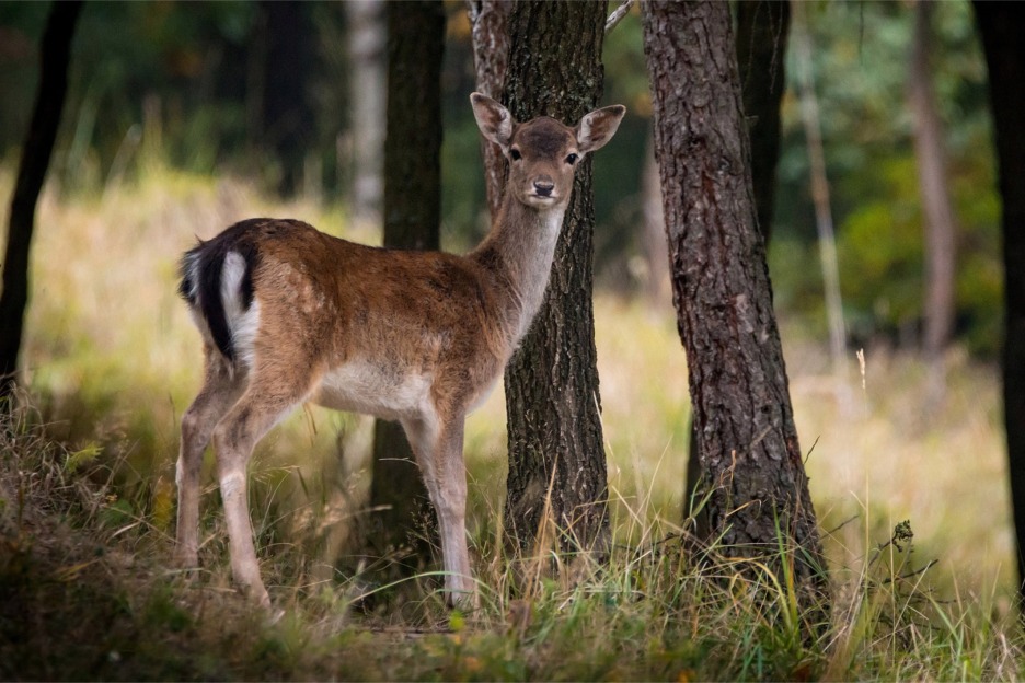 Fallow deer (Dama dama), Slovenia