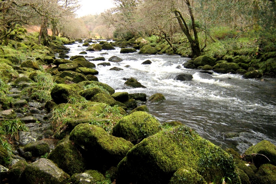 River in ancient woodland